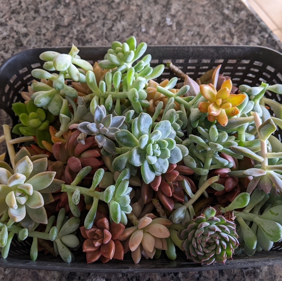 40 Succulent Plant Cuttings Various Types - Picture 6 of 15